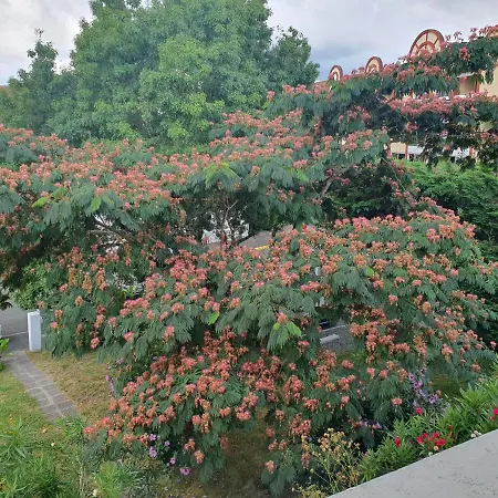 Argentine Cosy Appartement *